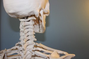 skeleton neck