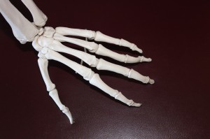 bones of hand